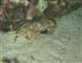 Malapascua 079a.jpg